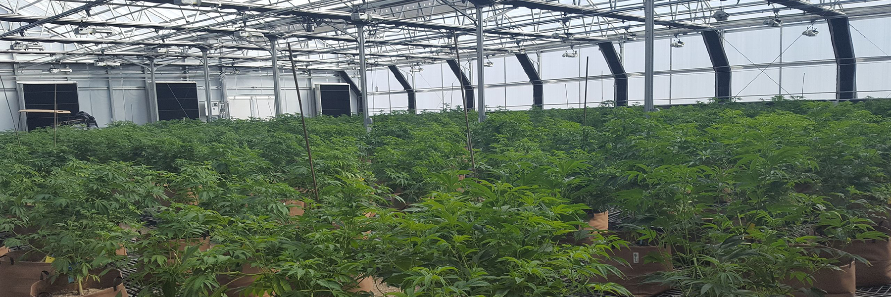 commercial cannabis greenhouses
