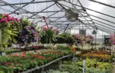 Mount Vernon Greenhouse