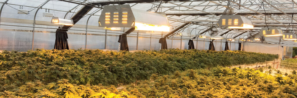 Greener Cannabis Cultivation