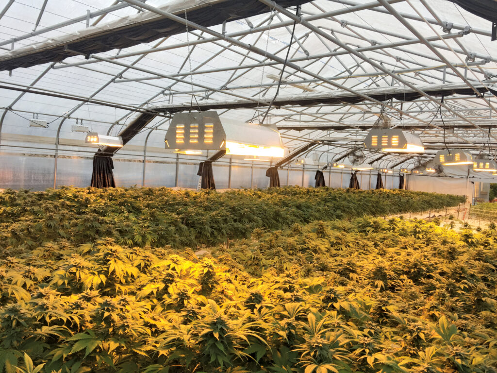 Greener Cannabis Cultivation