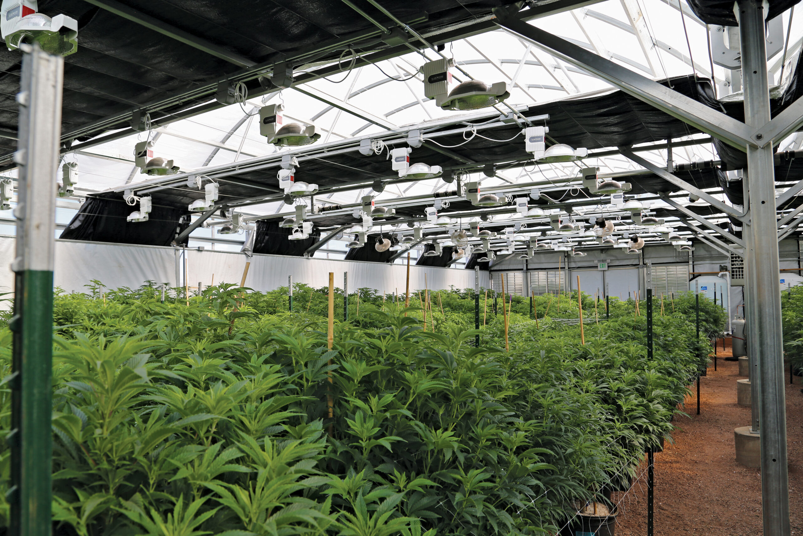 creating-the-ultimate-cannabis-greenhouse-environment-growspan