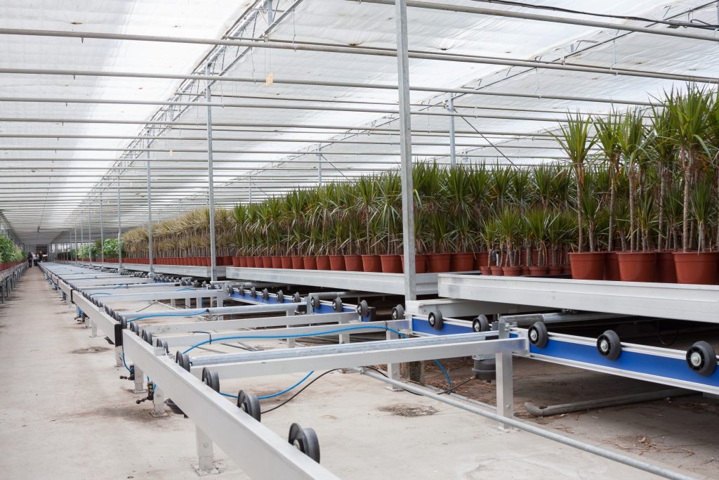 Dracaena in a greenhouse (the Netherlands)