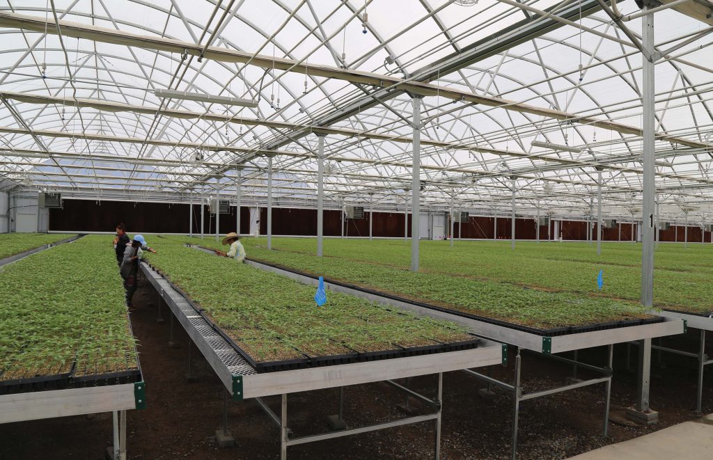 Greenhouse Benches in a commercial greenhouse