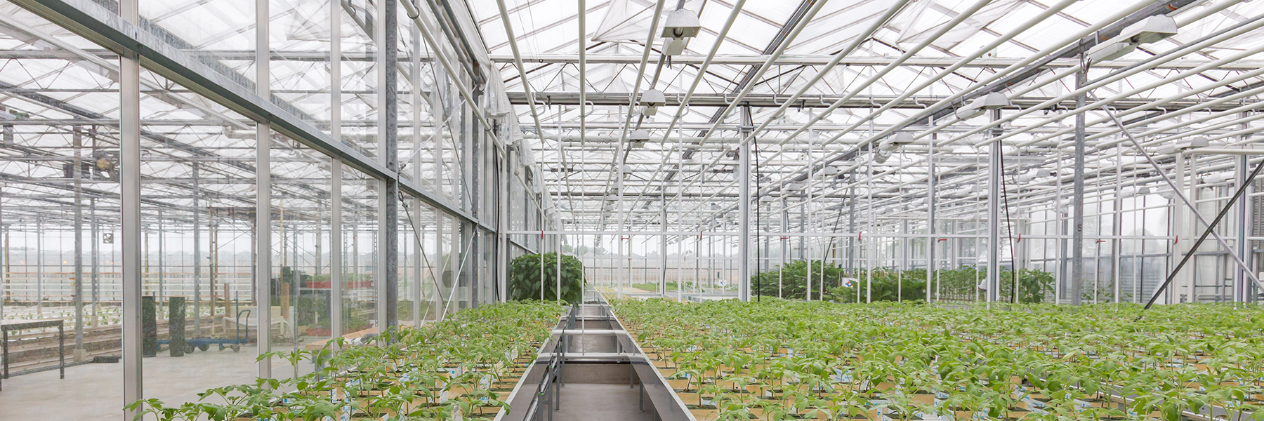 GrowSpan Greenhouse Structures Commercial Solutions