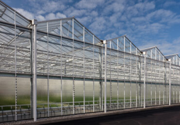 Venlo Glass Greenhouse