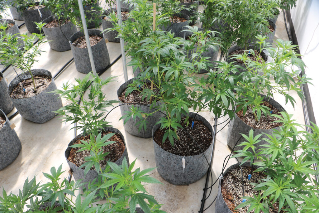 Cannabis Plants Drip Irrigation