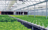 Inside Hydroponic Greenhouse