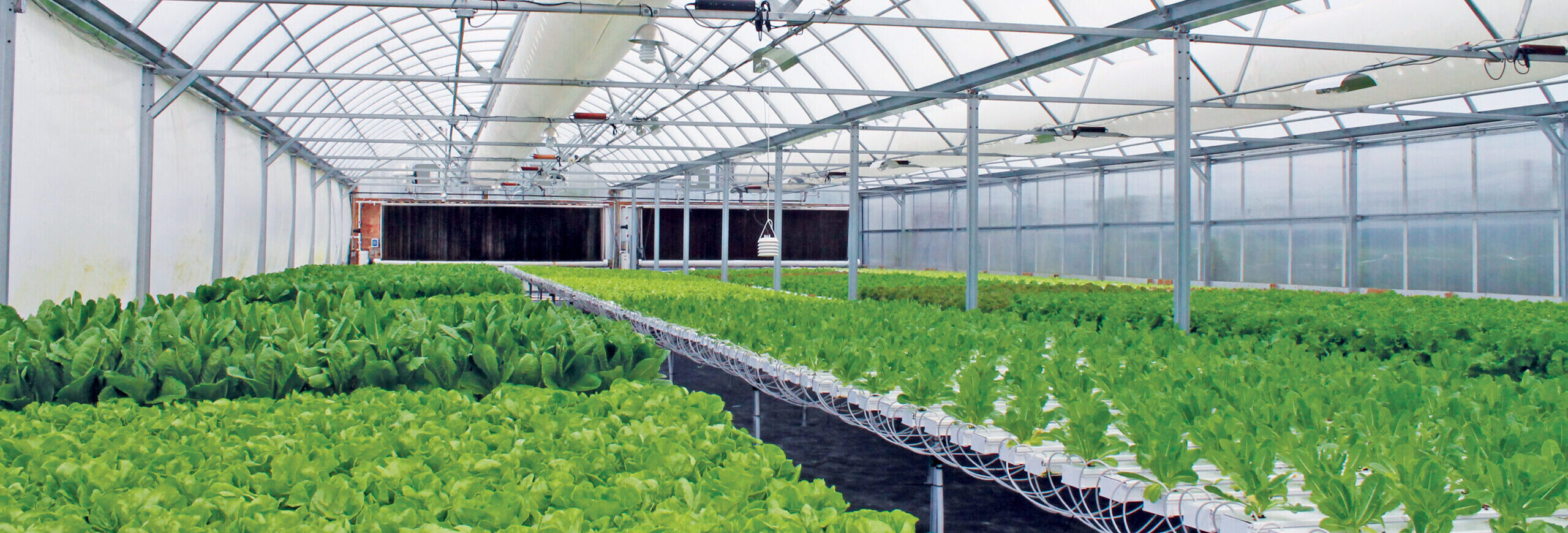 Inside Hydroponic Greenhouse