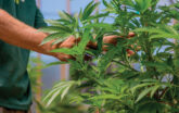 Cannabis Plant Inspection