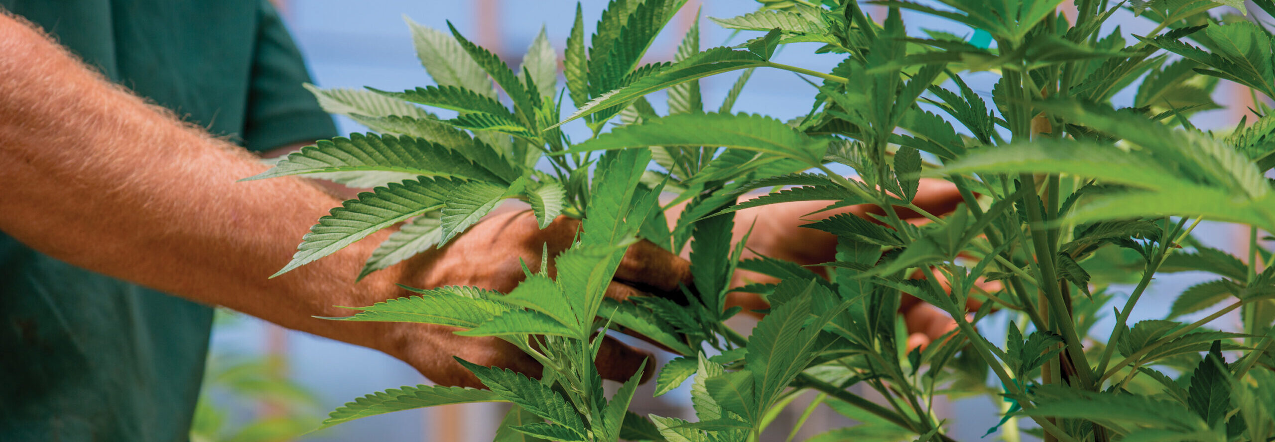 Cannabis Plant Inspection