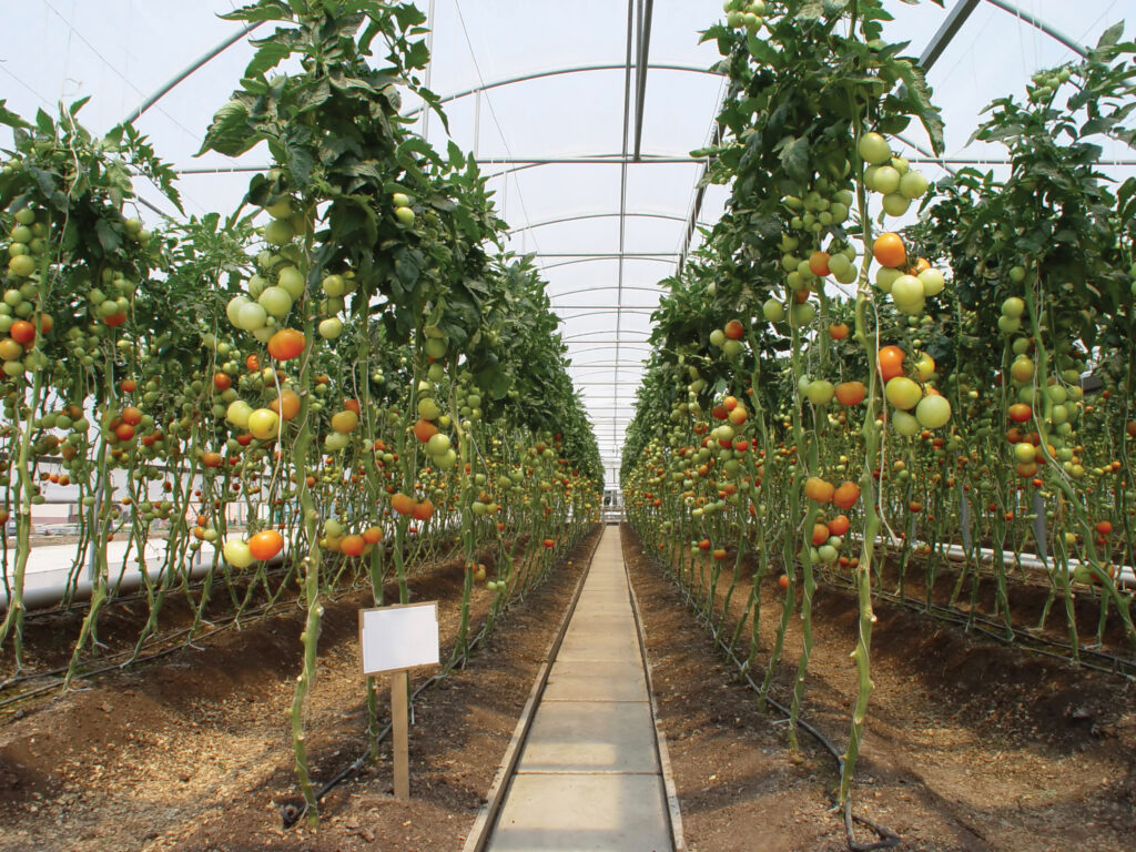 Tomato Plants In High Tunnel