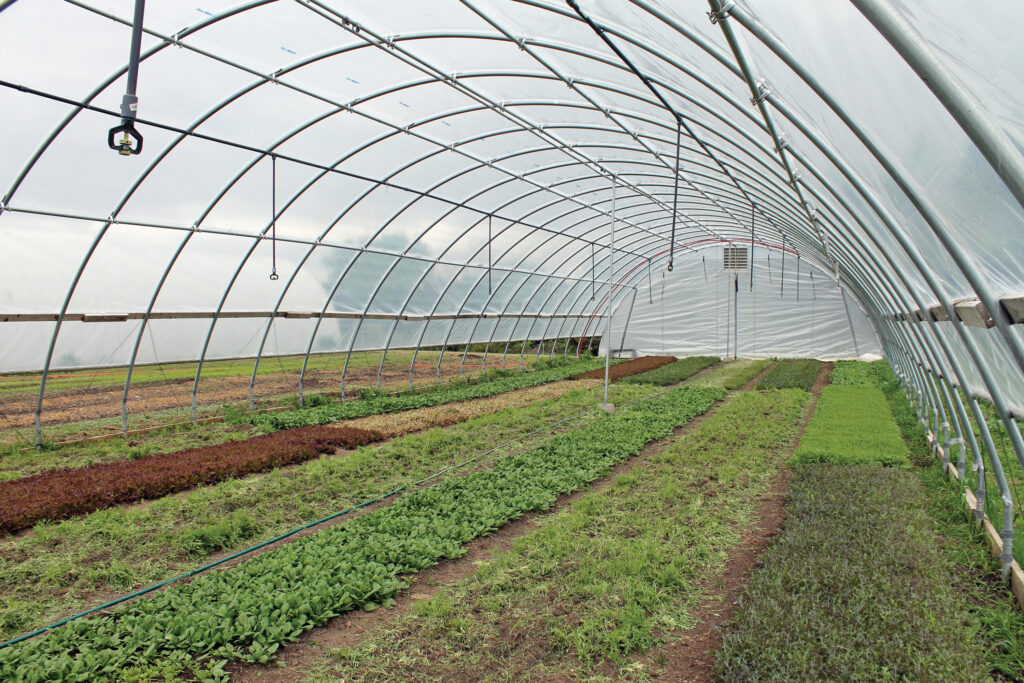 Plants Growing In High Tunnel