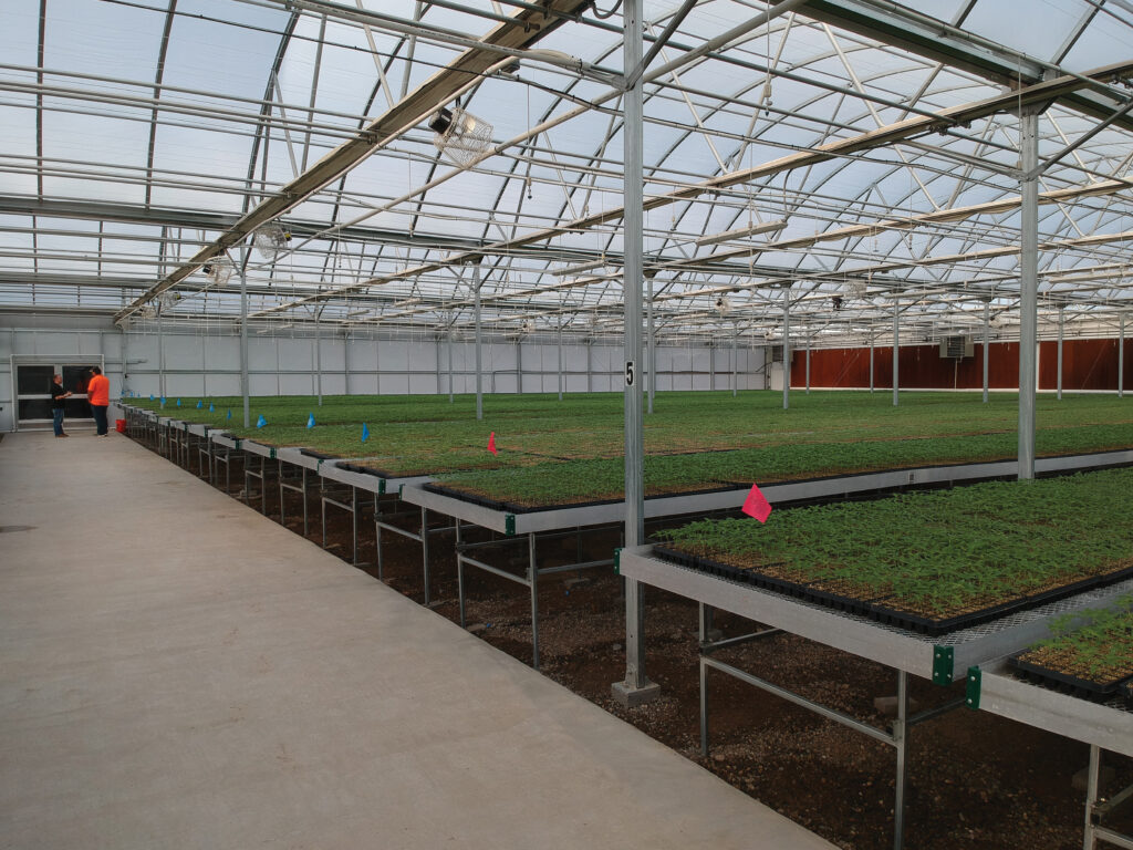 Benching In Greenhouse