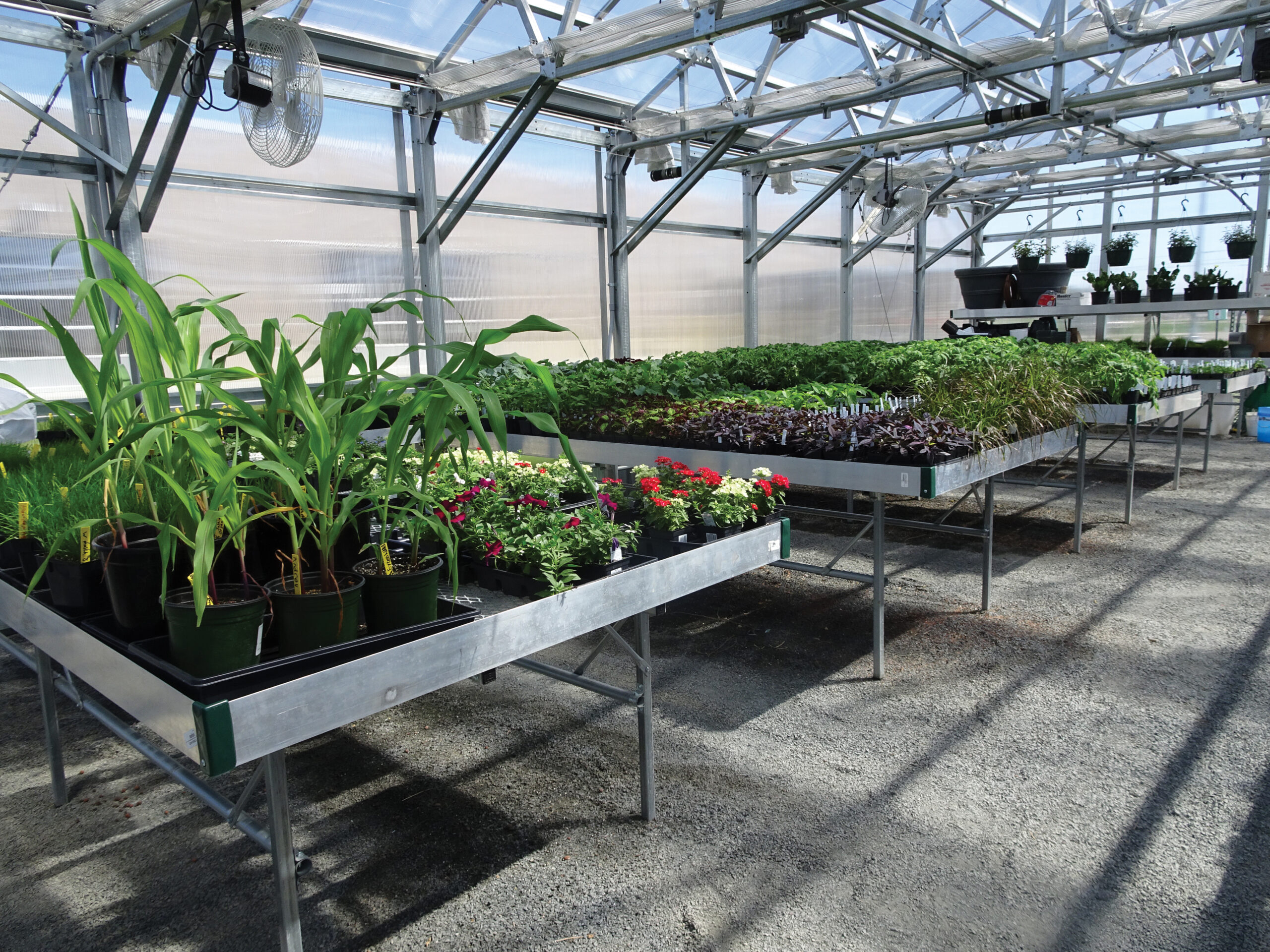 Implementing Greenhouse Shelving To Optimize Growing Space GrowSpan