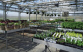 Greenhouse With Plants On Benches