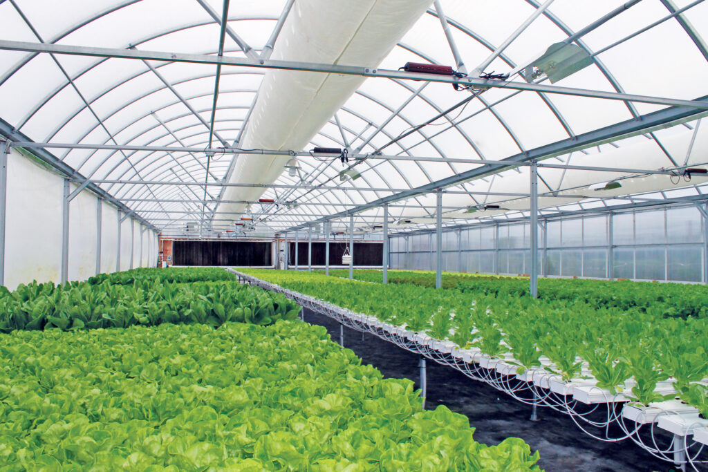 Hydroponic Production In A Greenhouse