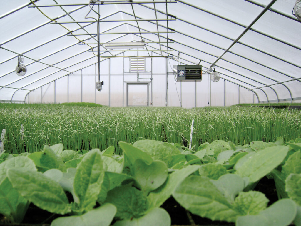 vegetables growing in greenhouse