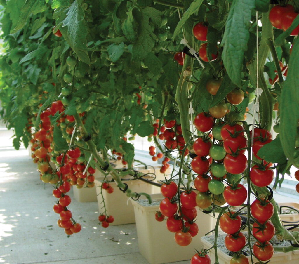 tomato crops in buckets