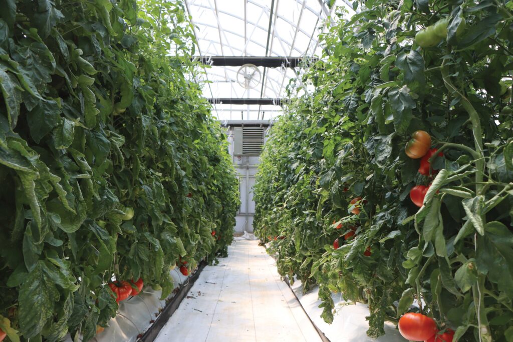 tomato plants growing in greenhouse