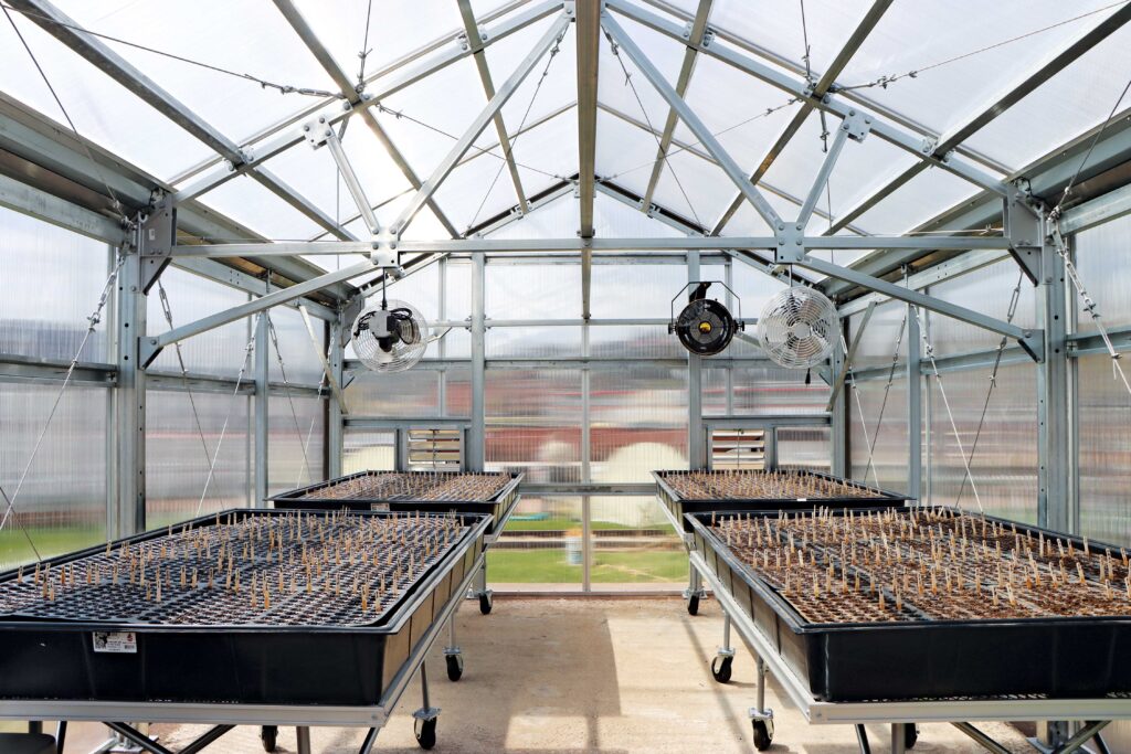 growing trays on benches in a greenhouse