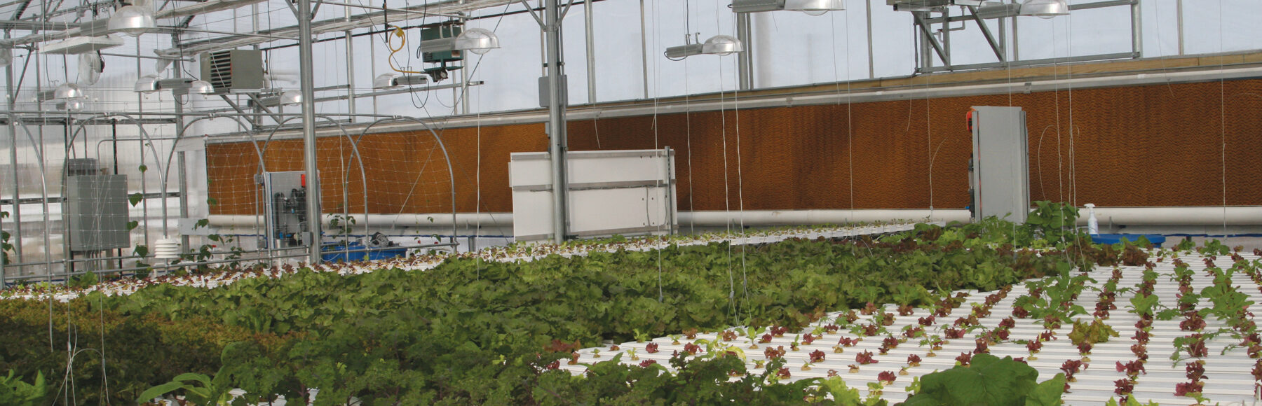 greenhouse with hydroponics and evaporative cooling wall