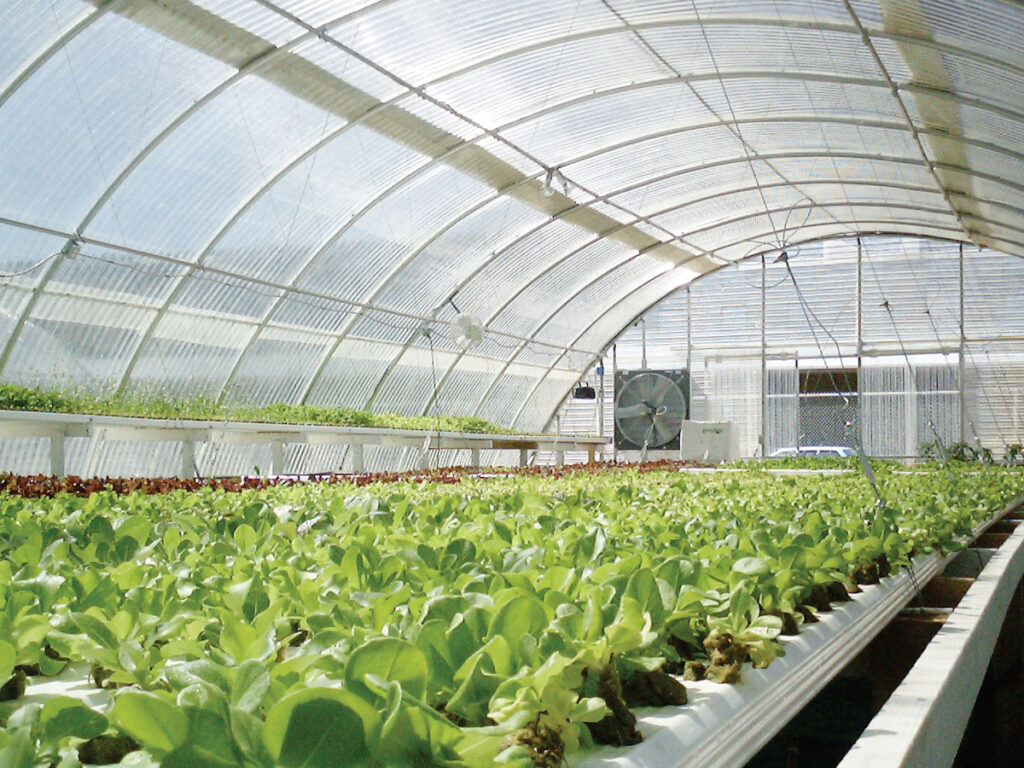 plants growing hydroponically inside greenhouse