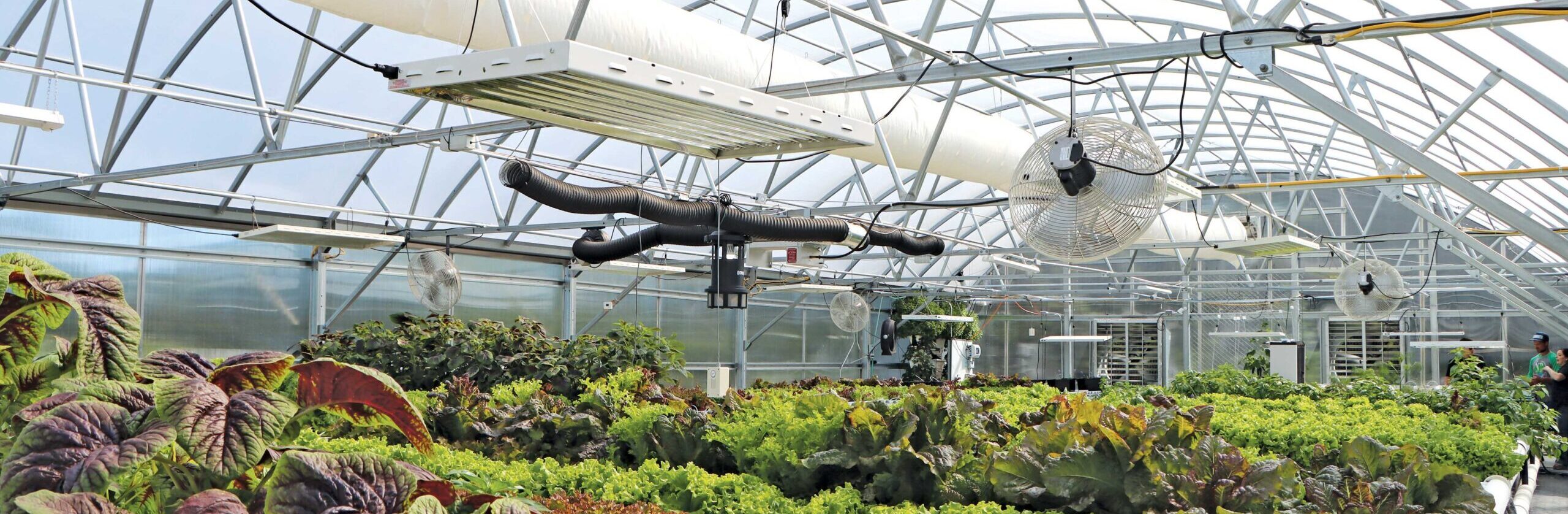 inside greenhouse with hydroponic plants and overhead accessories