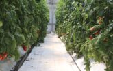 rows of tomato plants inside a greenhouse