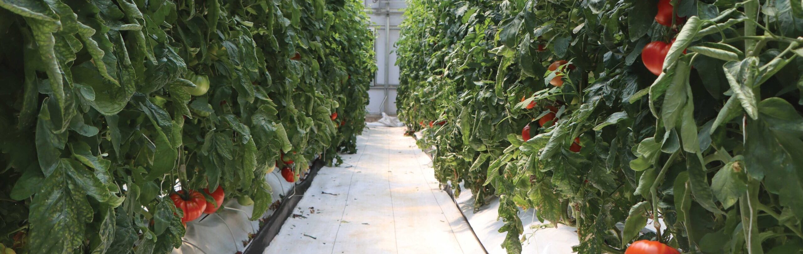 rows of tomato plants inside a greenhouse