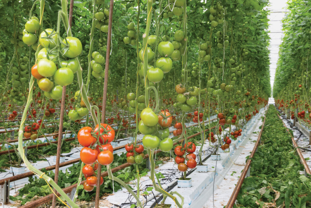 tall tomato plants growing inside greenhouse