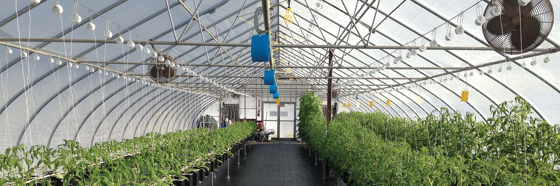 gothic arch greenhouse