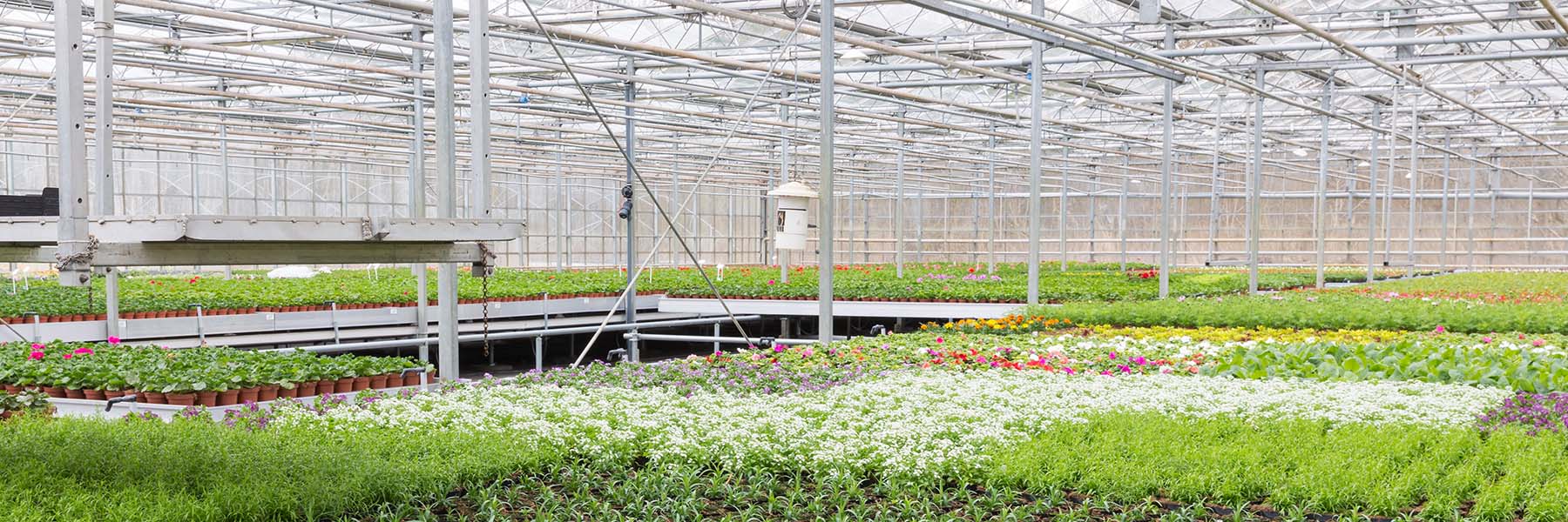 nursery greenhouse flowers