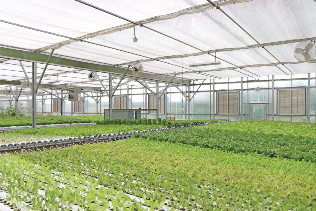 hydroponic vegetables inside of greenhouse