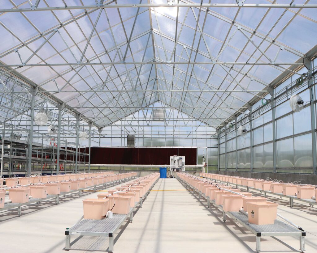 inside S2000 greenhouse with dutch buckets on low benches