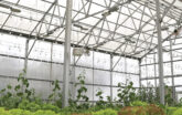 interior of polycarbonate greenhouse with hydroponics