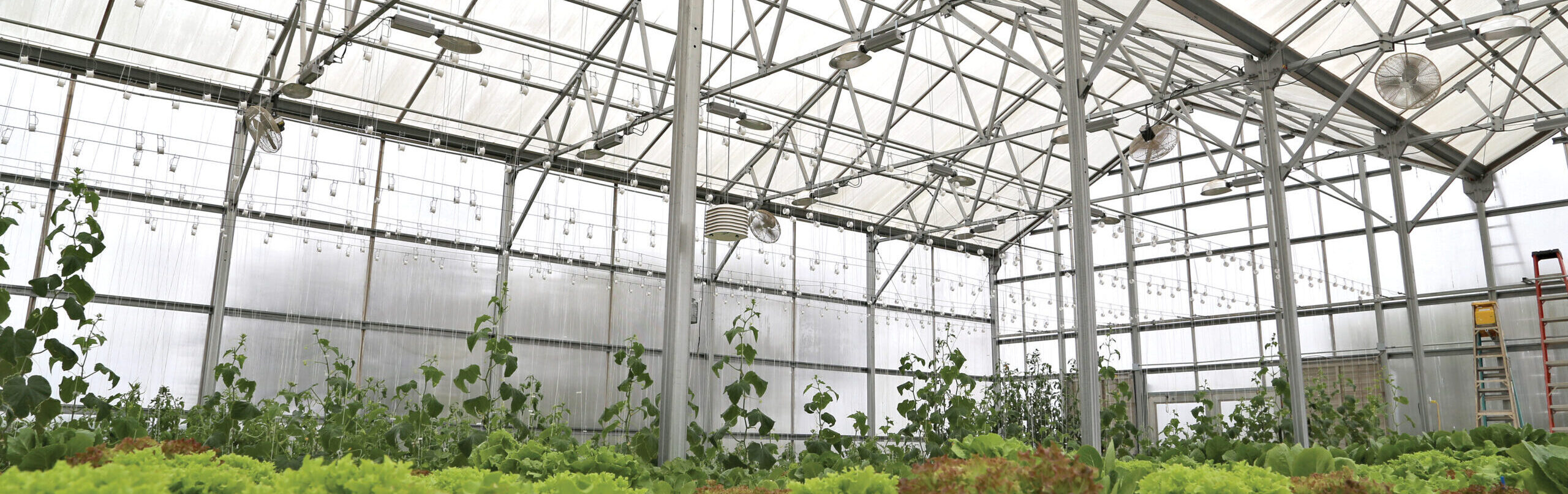 interior of polycarbonate greenhouse with hydroponics