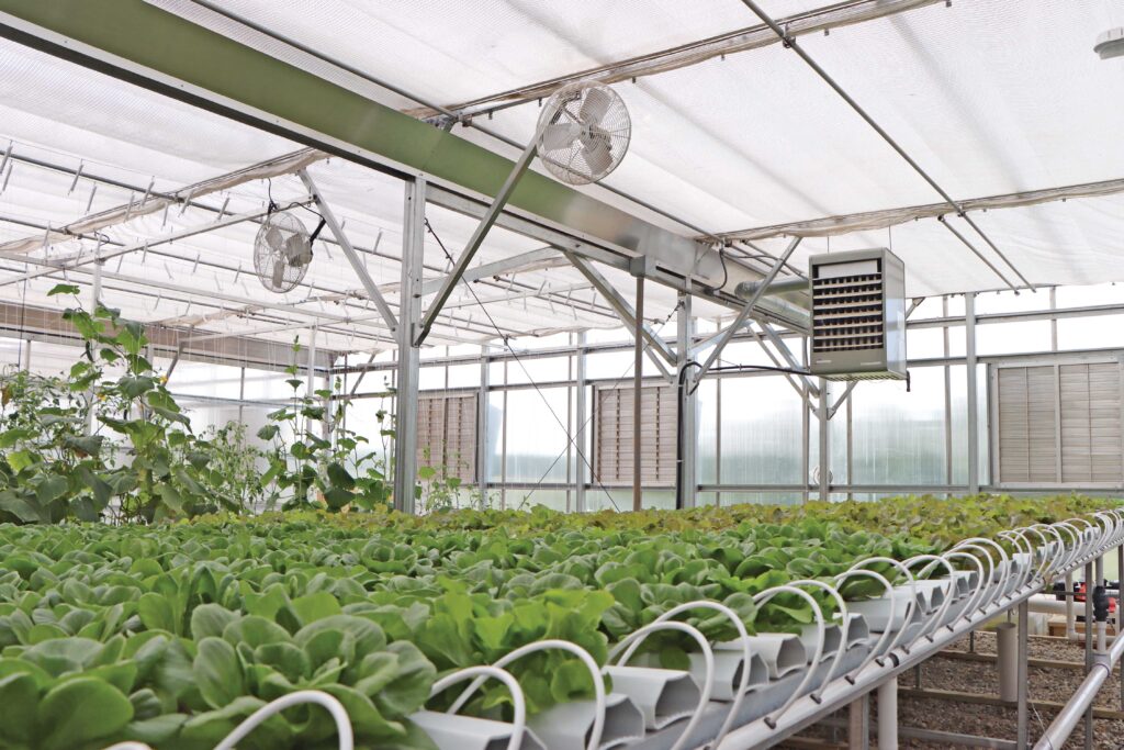 plants growing hydroponically in greenhouse with fans and a heater