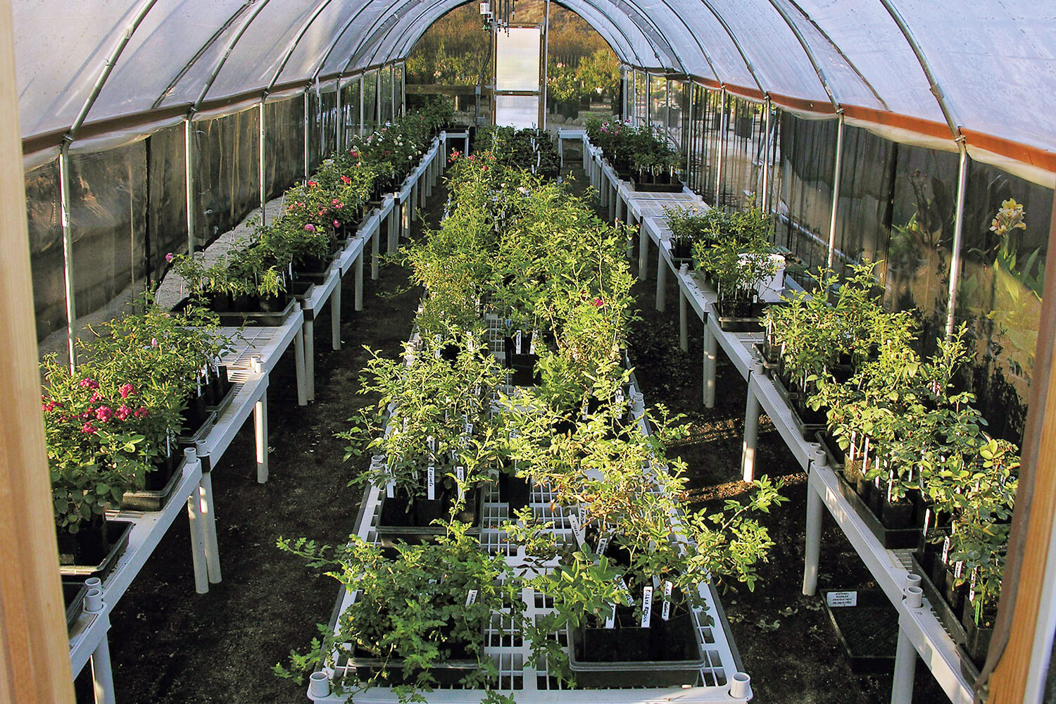 plants growing in pots in cold frame