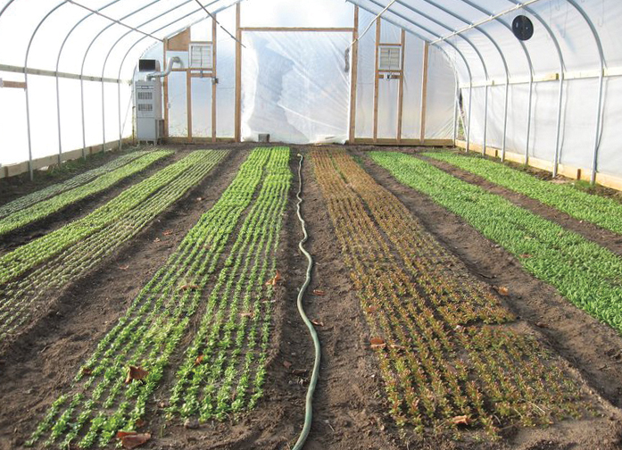 inside gothic cold frame