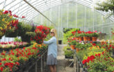 Potted Flowers Growing Inside a Greenhouse