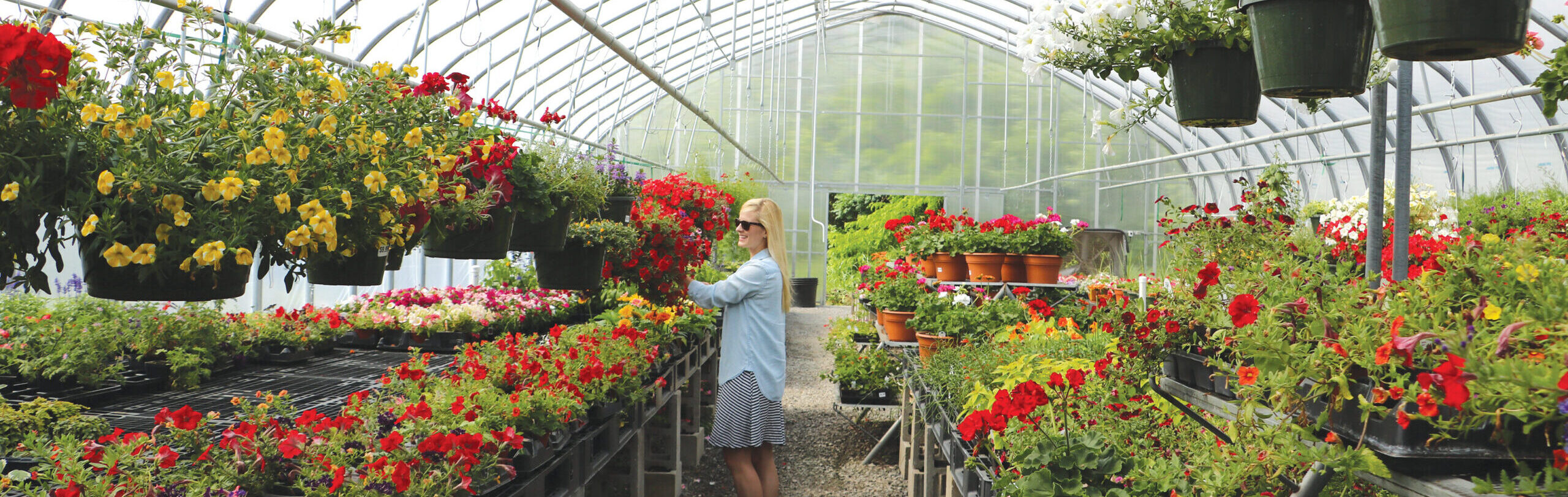 Potted Flowers Growing Inside a Greenhouse