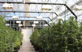 cannabis growing in a cold climate greenhouse