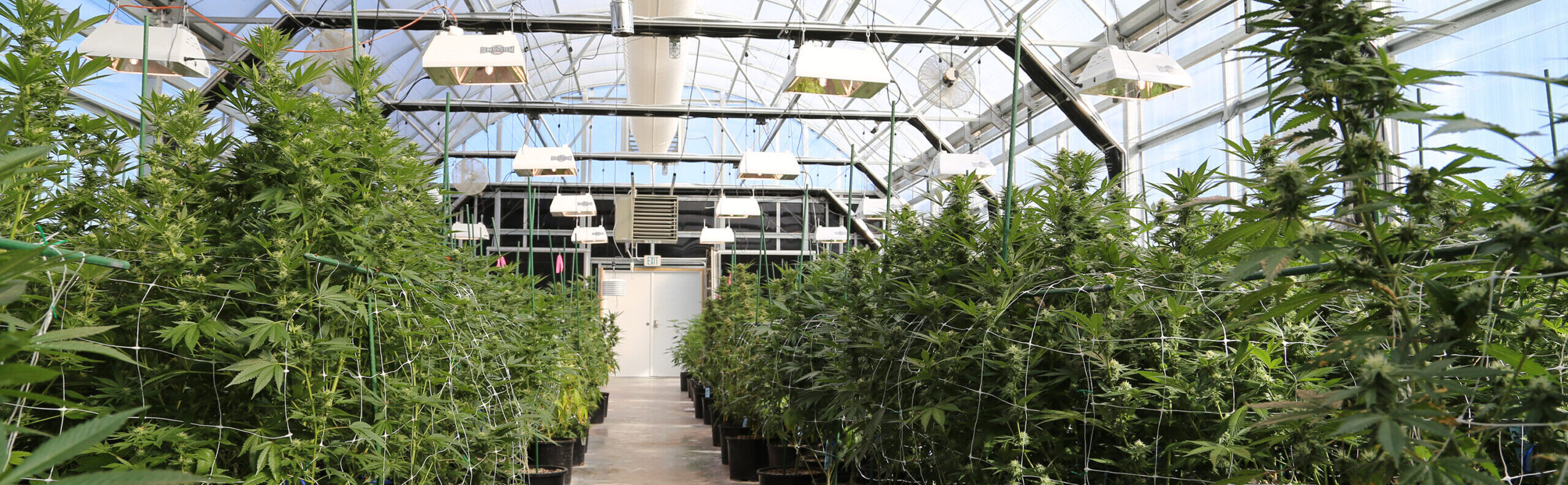 cannabis growing in a cold climate greenhouse