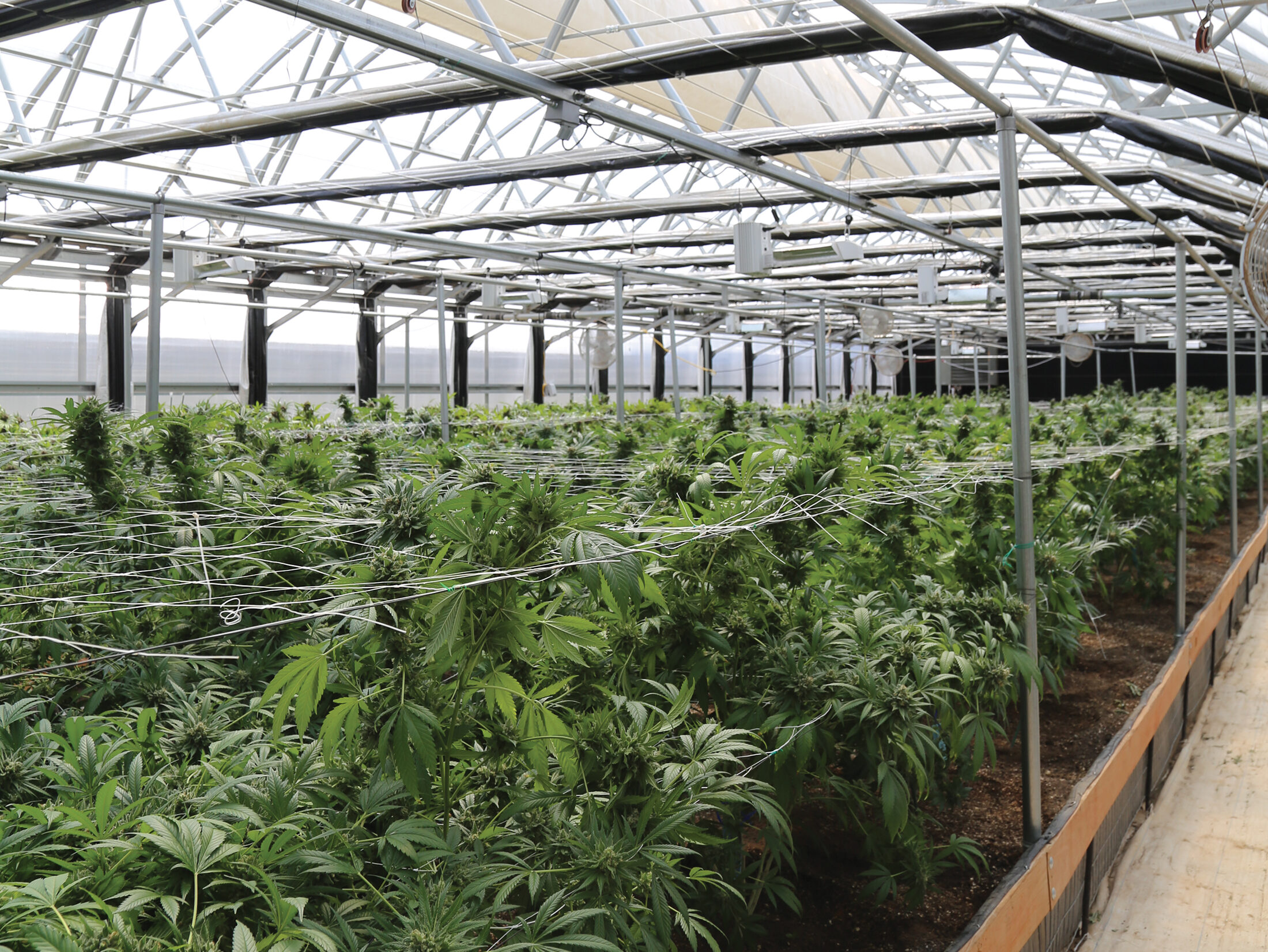 cannabis plants growing in soil in greenhouse