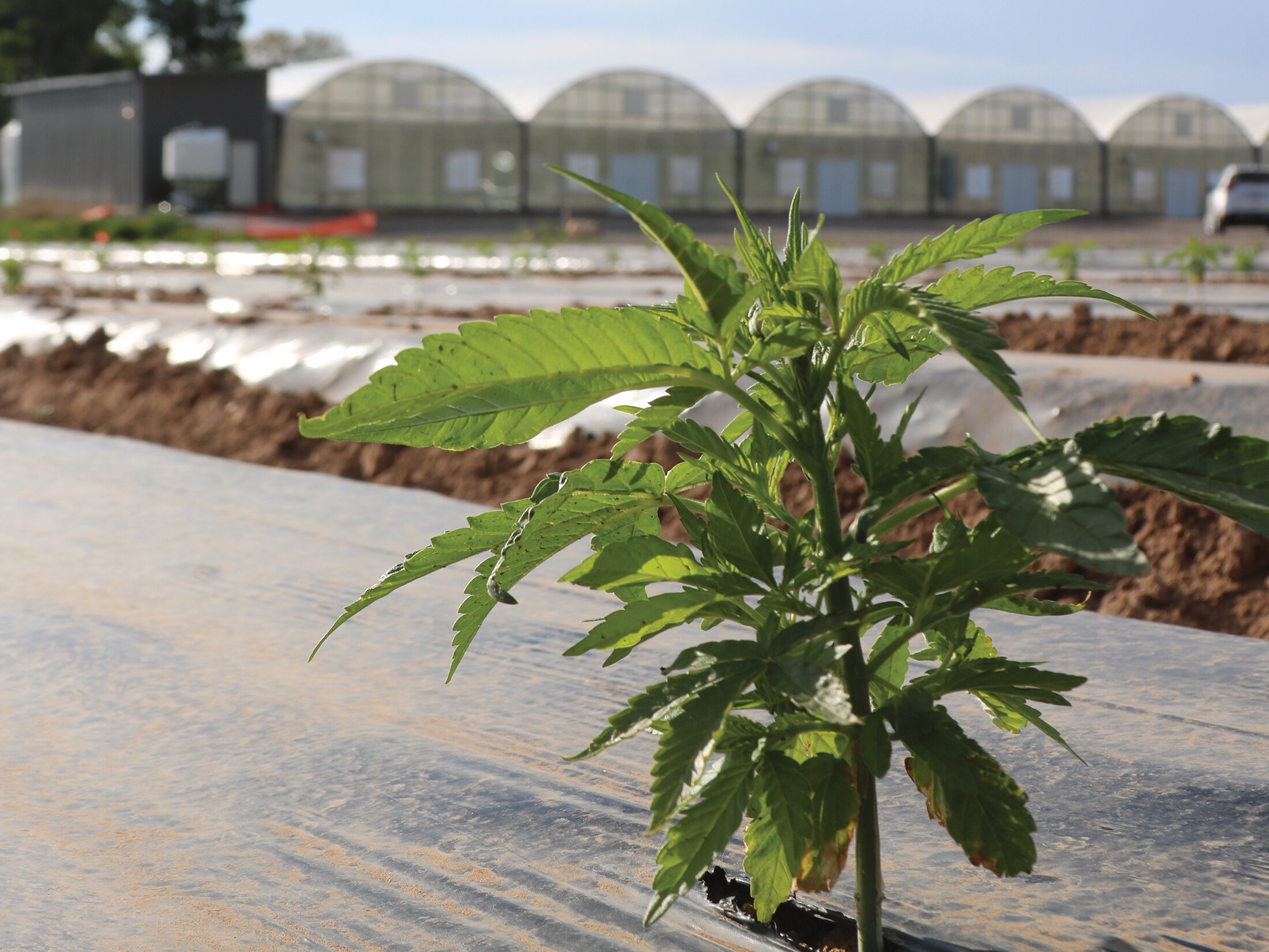 hemp plant sprouting through ground cover outside