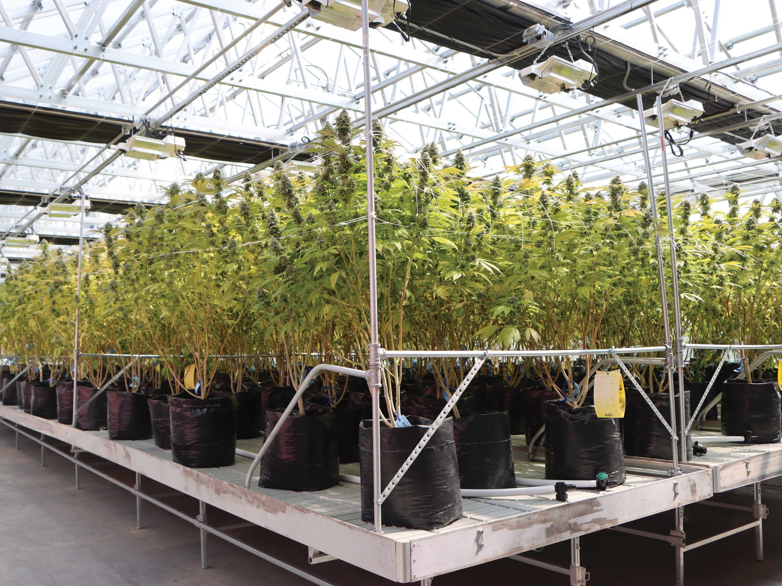 potted cannabis plants on a low bench