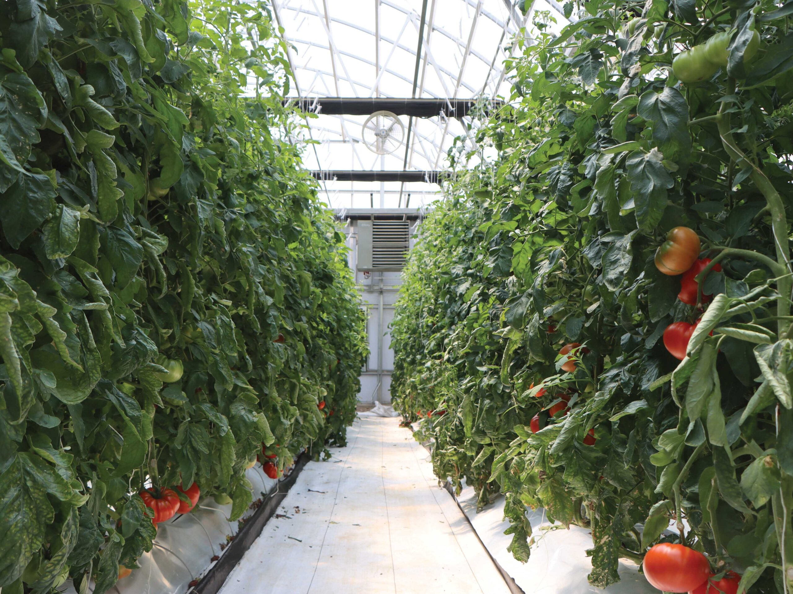 tomato plants growing in greenhouse