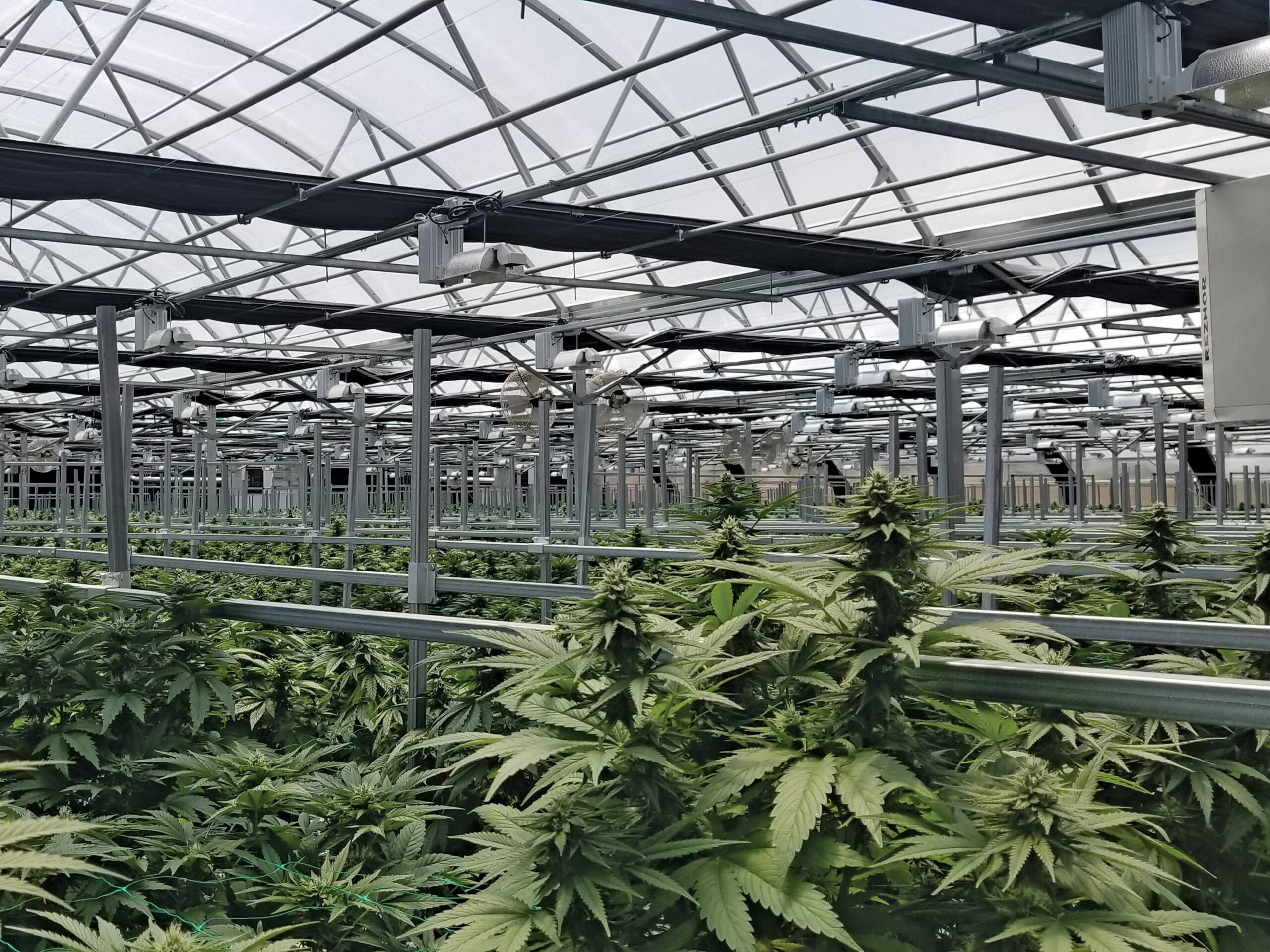 cannabis plants growing inside large greenhouse