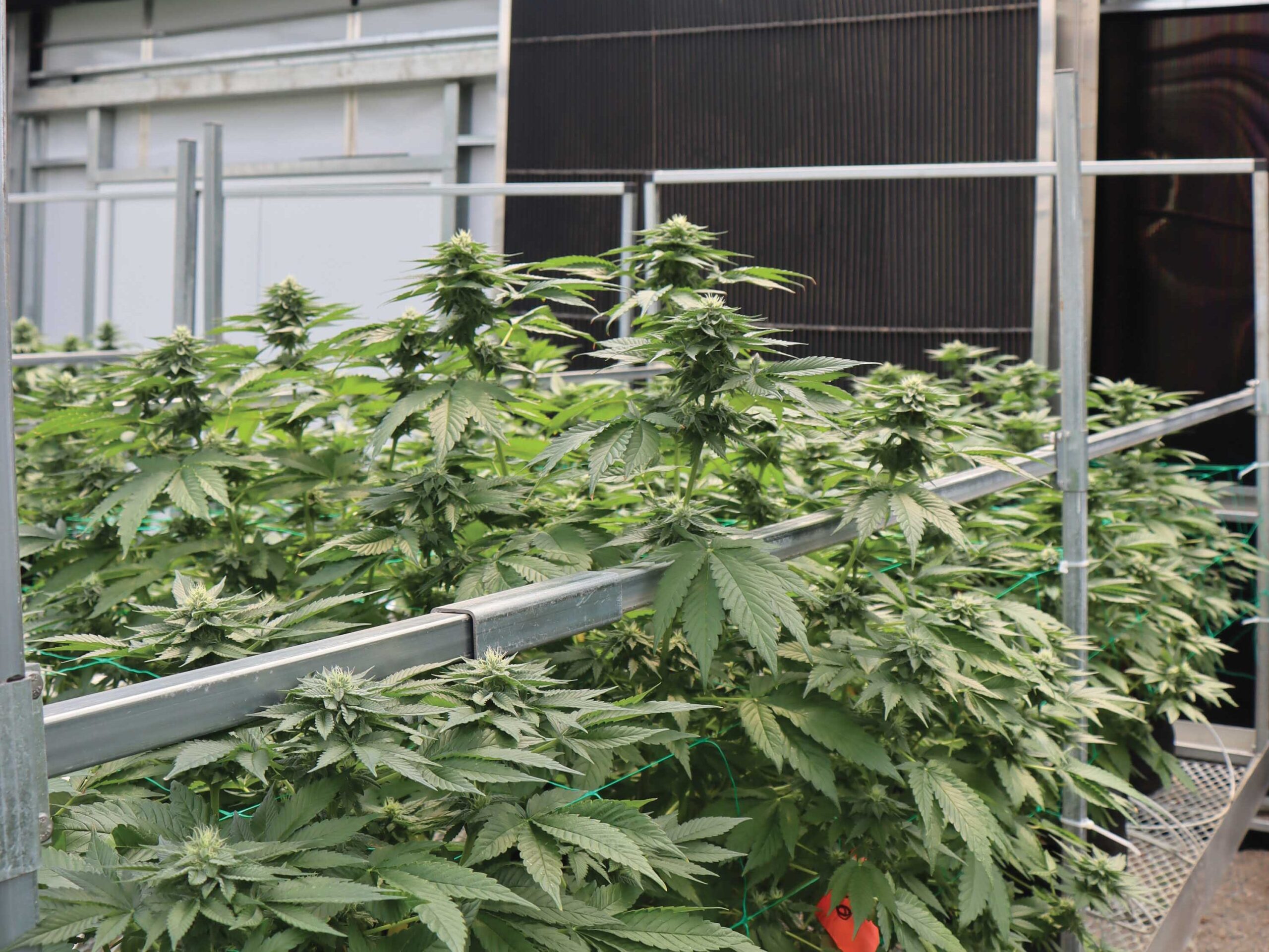cannabis plants with ventilation equipment