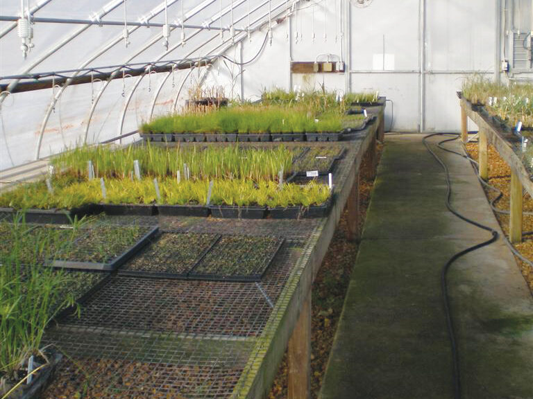 seeds and starts growing in a greenhouse